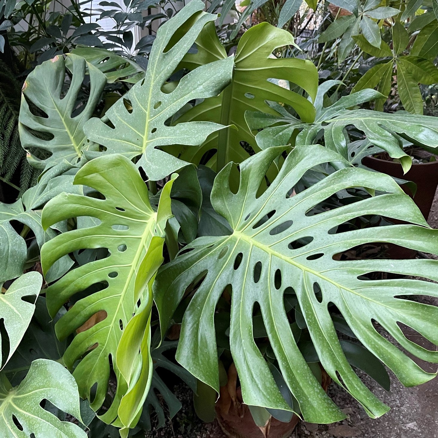 Monstera deliciosa