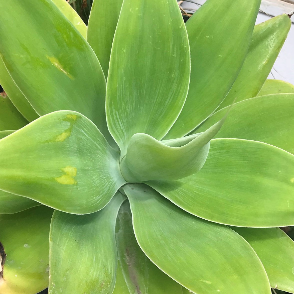 Agave attenuata - Foxtail Agave, Swan's Neck Agave