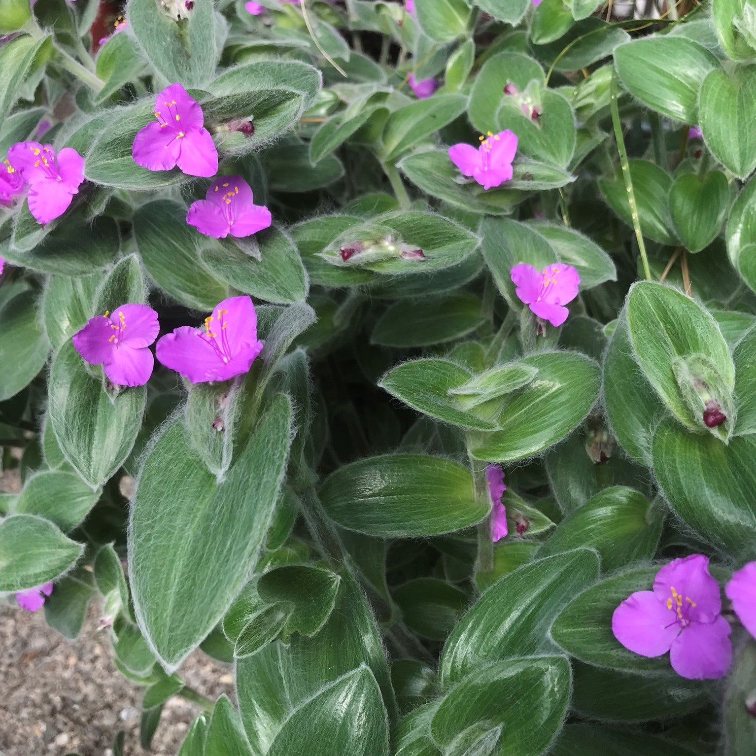 Tradescantia sillamontana ‘White Velvet’ - Wandering Jew, Spiderwort