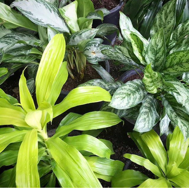 Dracaena deremensis 'Limelight' - Dragon Tree', Corn Plant