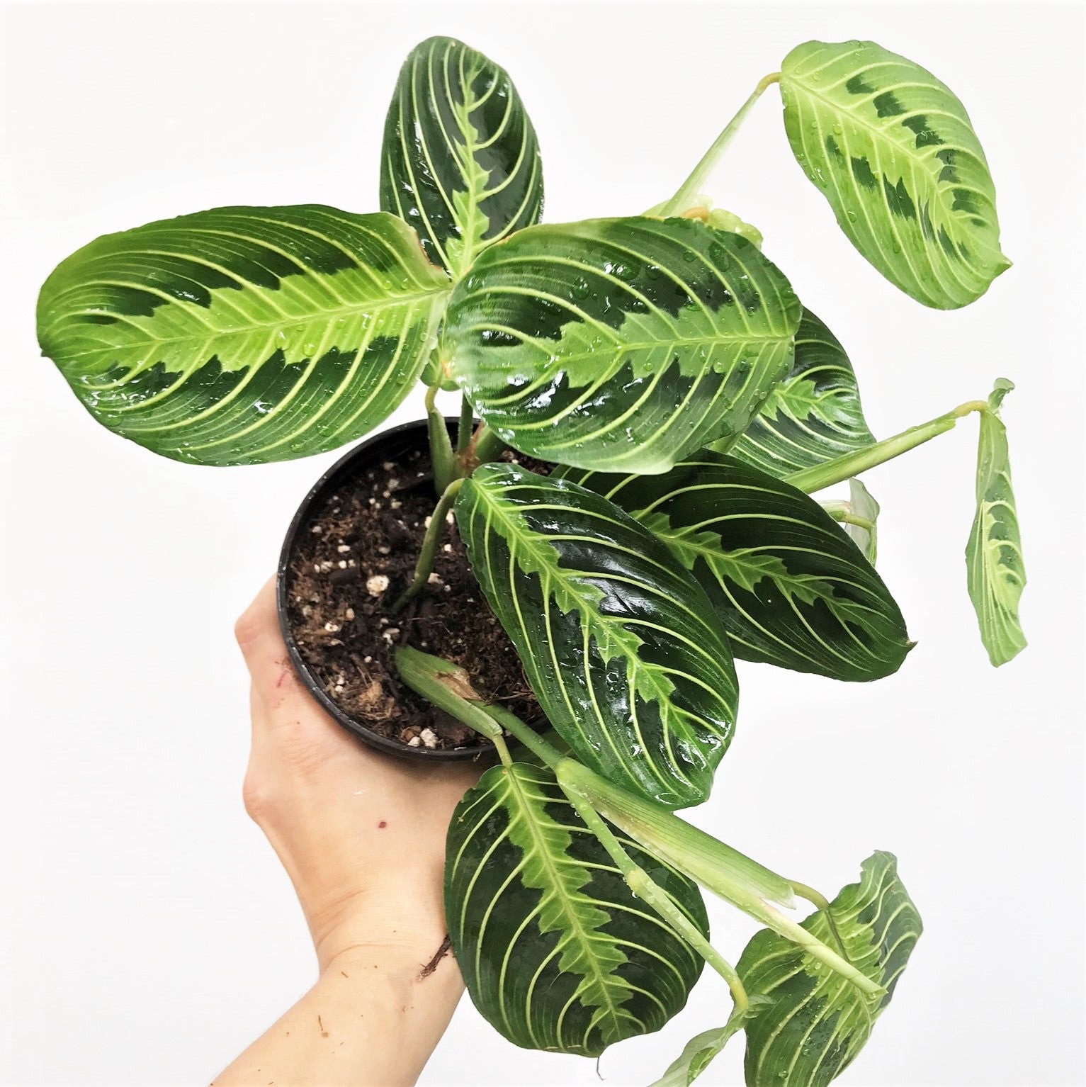 Maranta leuconeura 'Lemon Lime' - Prayer Plant