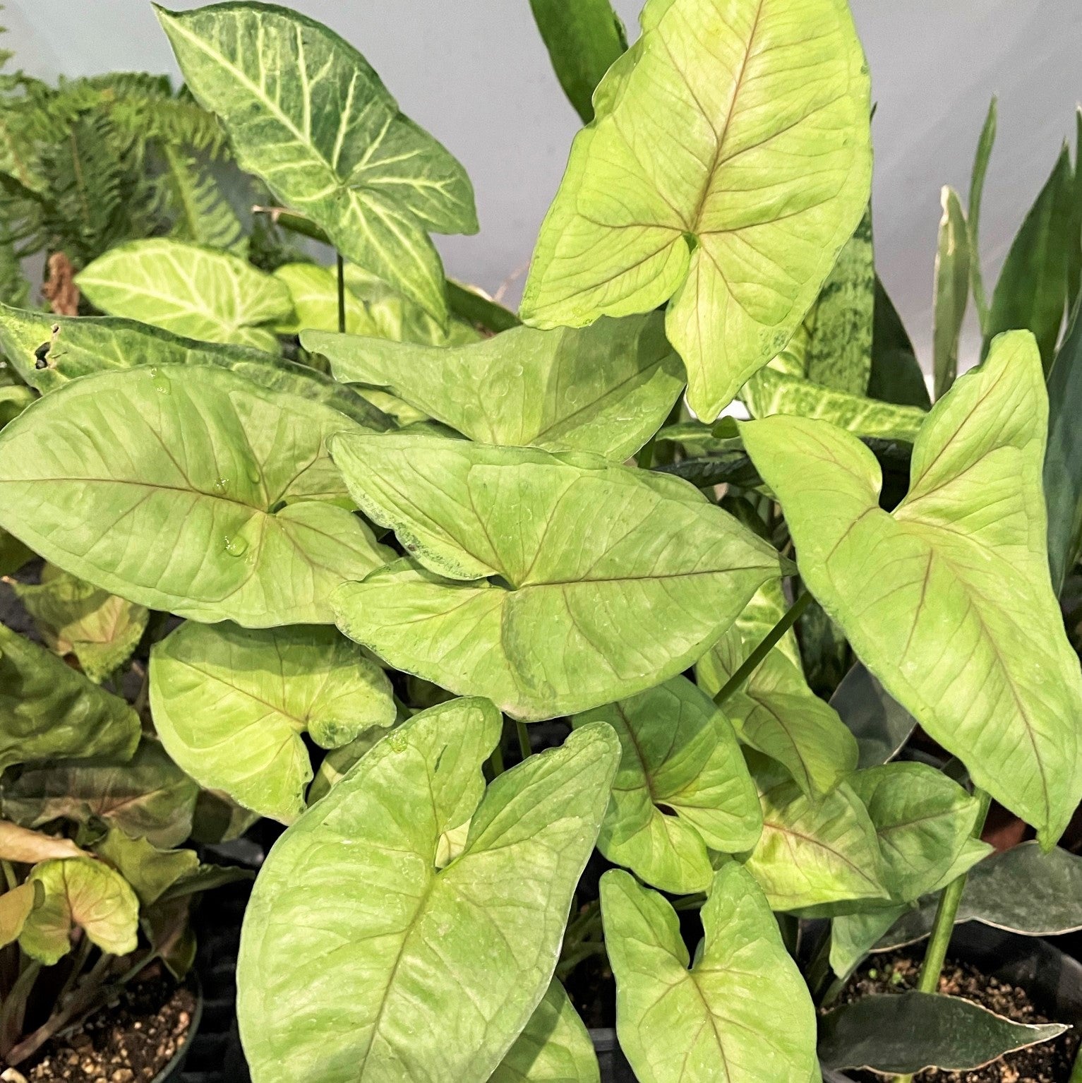 Syngonium podophyllum 'White' - Arrowhead Plant