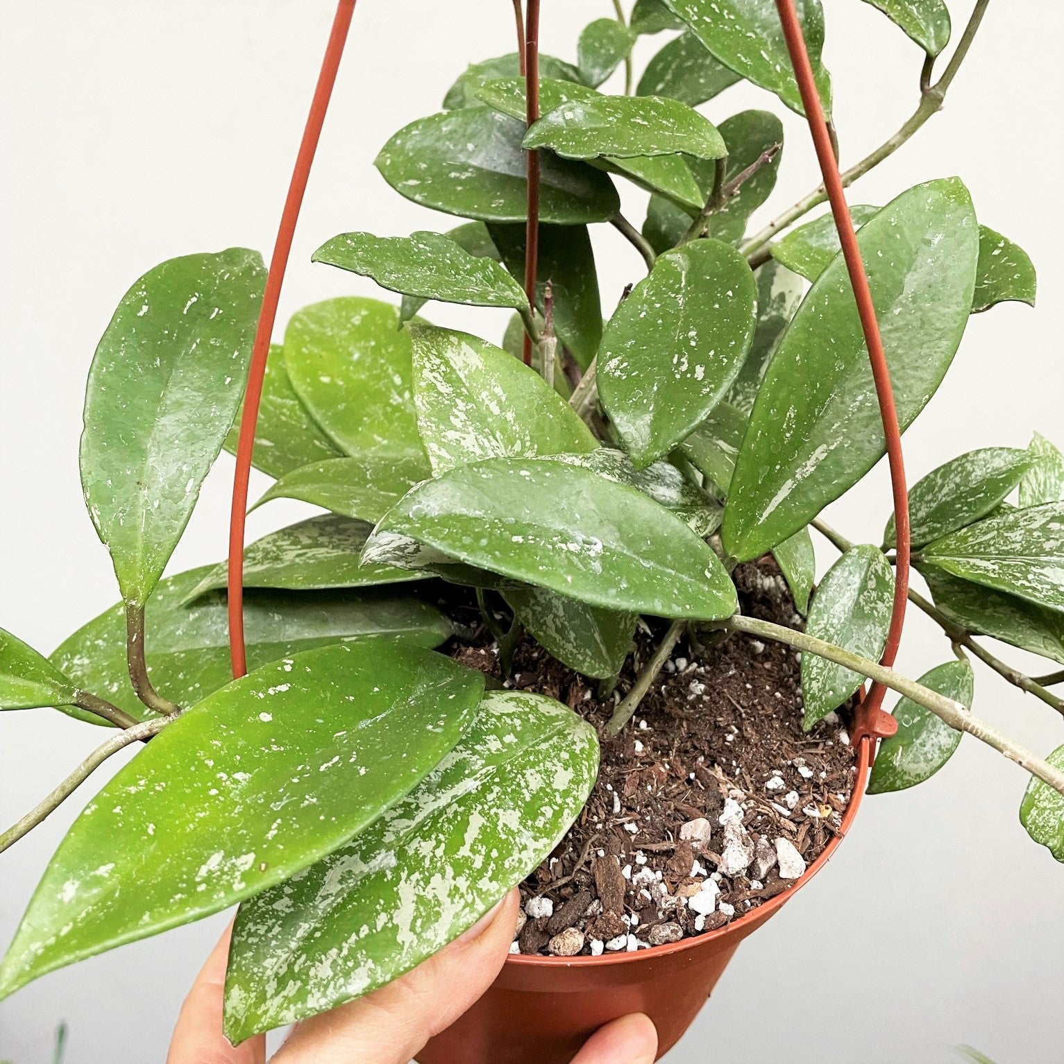Hoya publicalyx 'Splash' - Wax Plant
