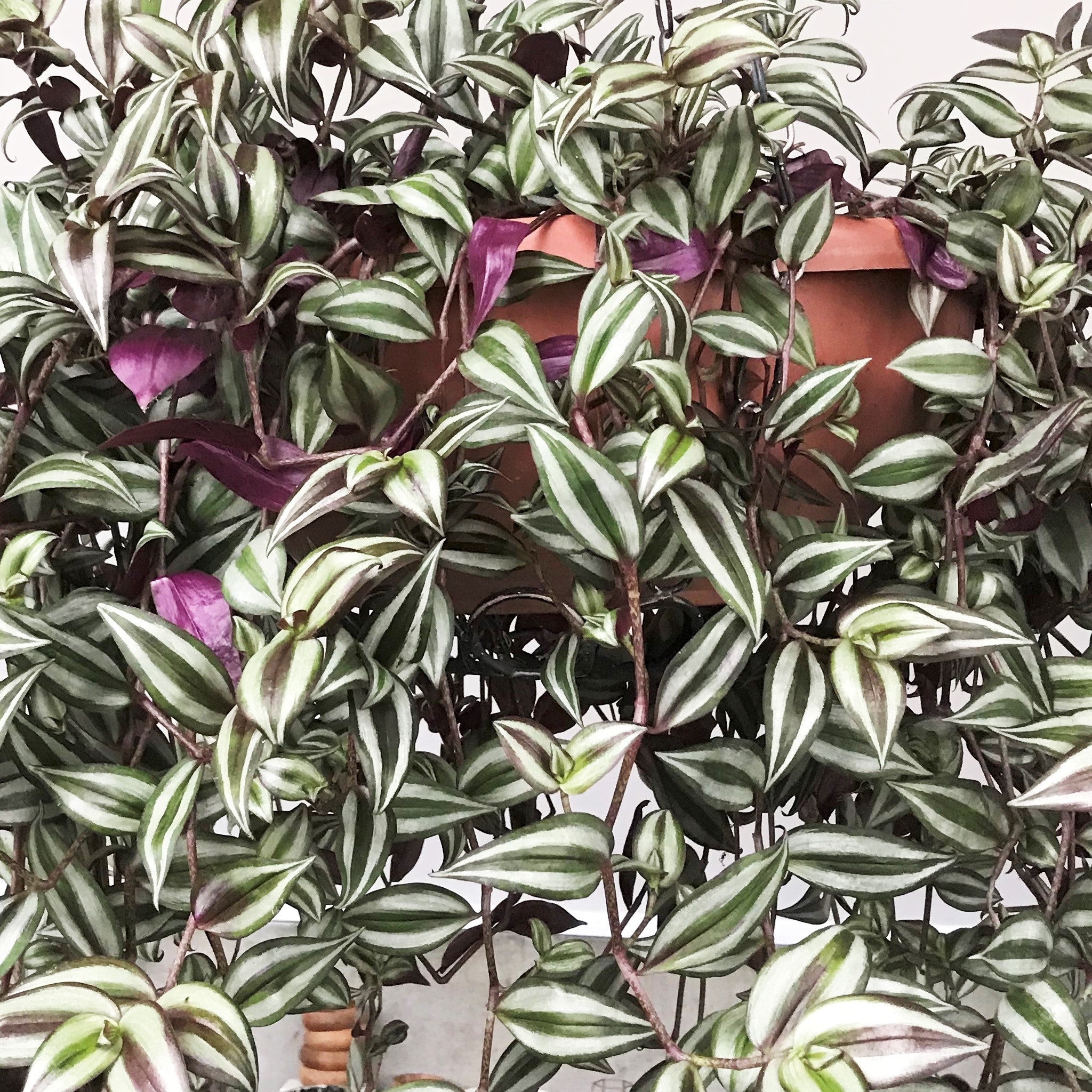 Tradescantia zebrina 'Silver Plus' - Wandering Jew, Spiderwort
