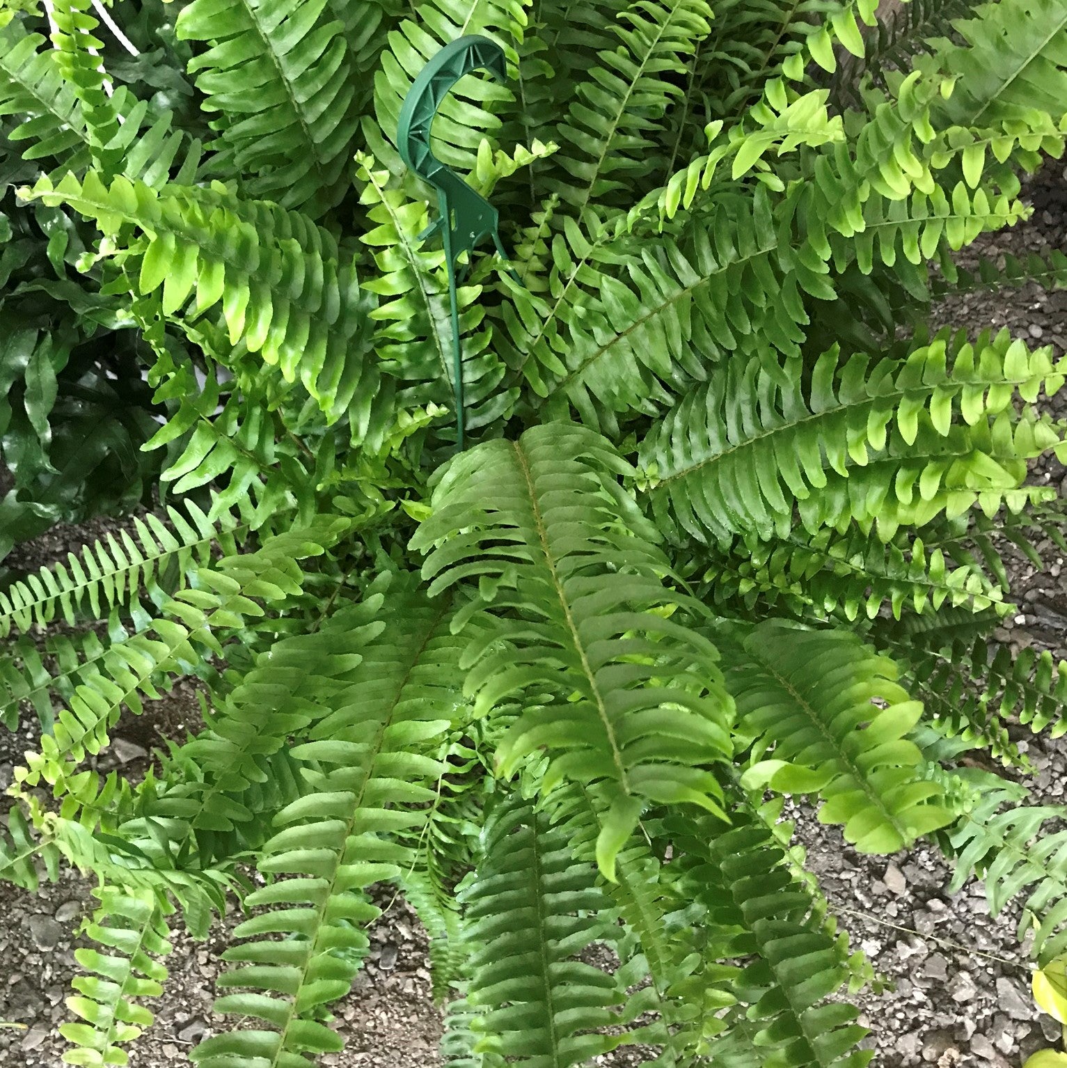 Nephrolepis exaltata - Boston Fern, Sword Fern