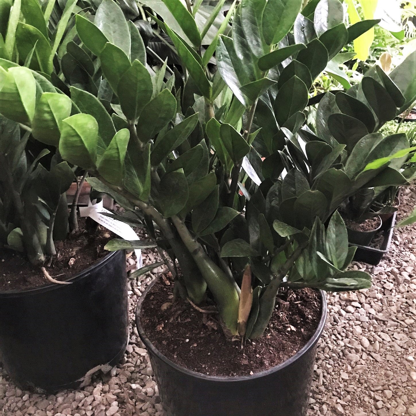 Zamioculcas zamiifolia - ZZ Plant, Zanzibar Gem