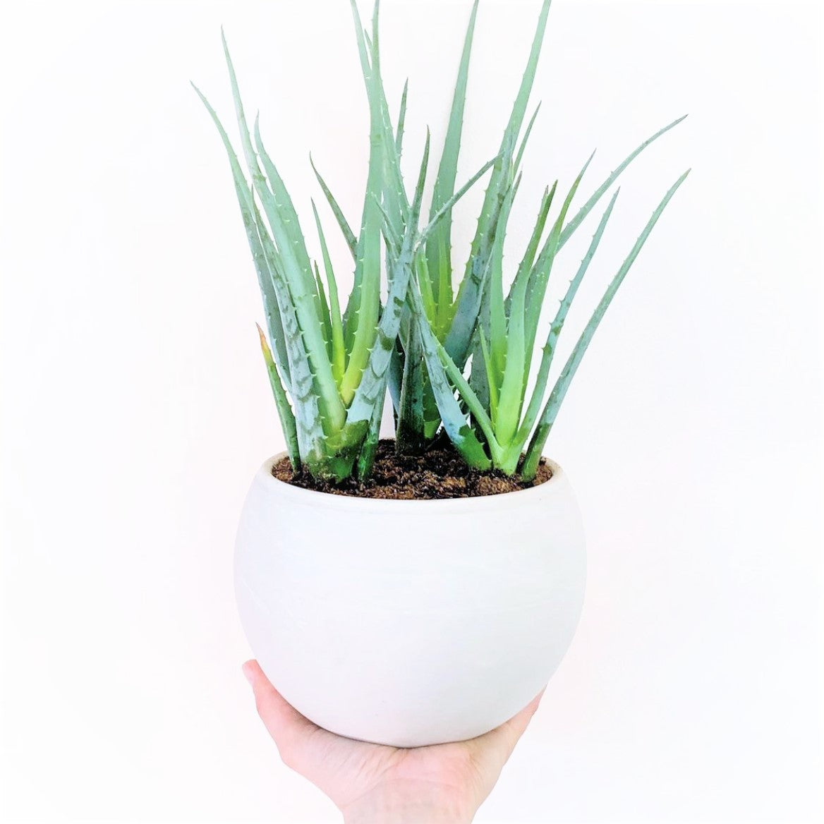 Aloe 'Blue Elf'
