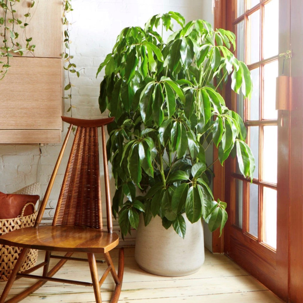 Heptapleurum actinophyllum - Schefflera 'Amate'
