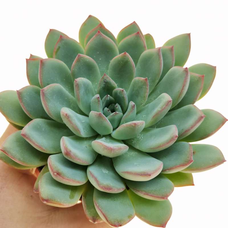 Echeveria 'Apus'