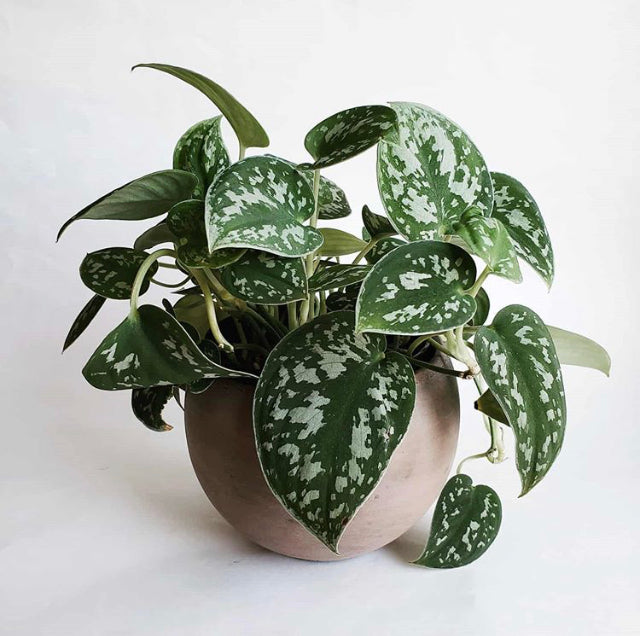 Scindapsus pictus - Silver Pothos, Satin Pothos