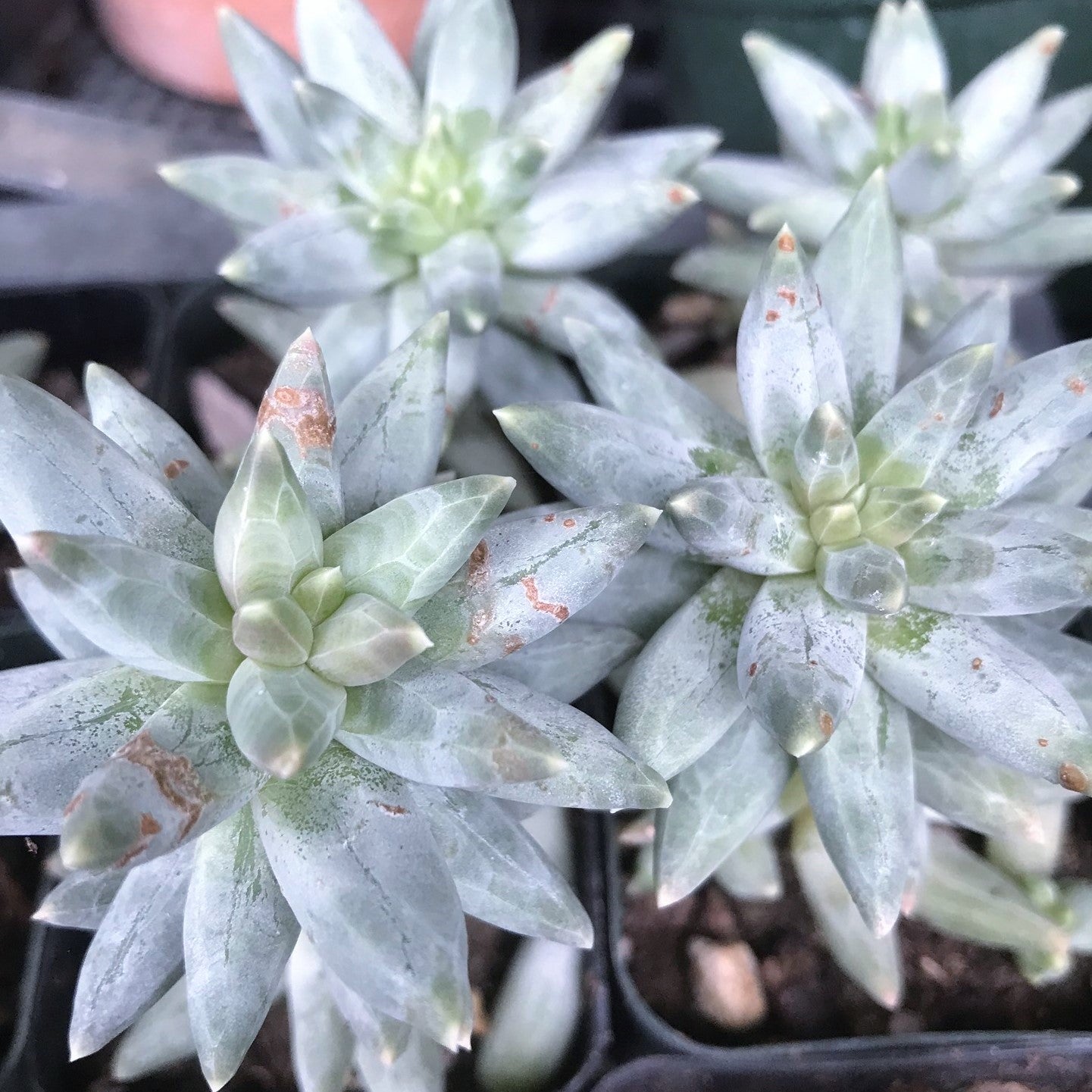 Pachyphytum compactum