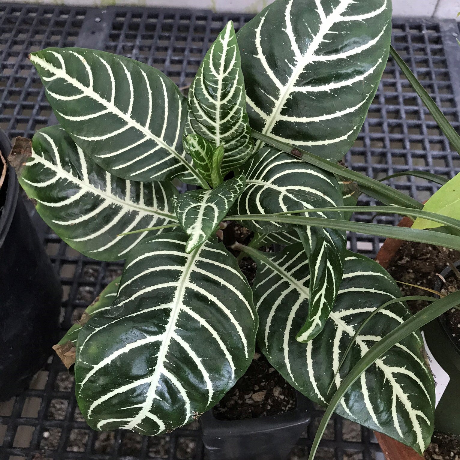 Aphelandra squarrosa - Zebra Plant