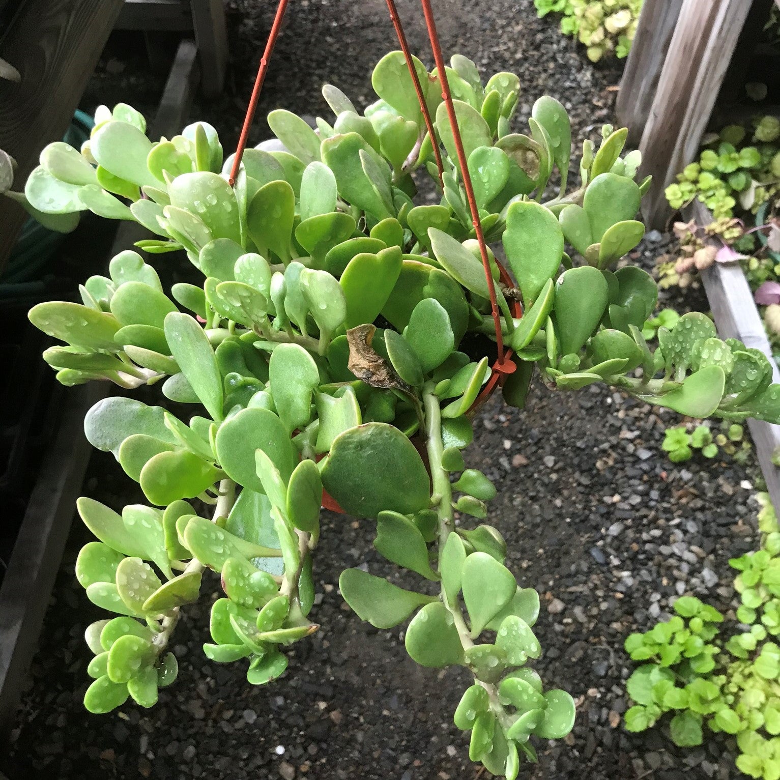 Senecio jacobsenii - Trailing Jade