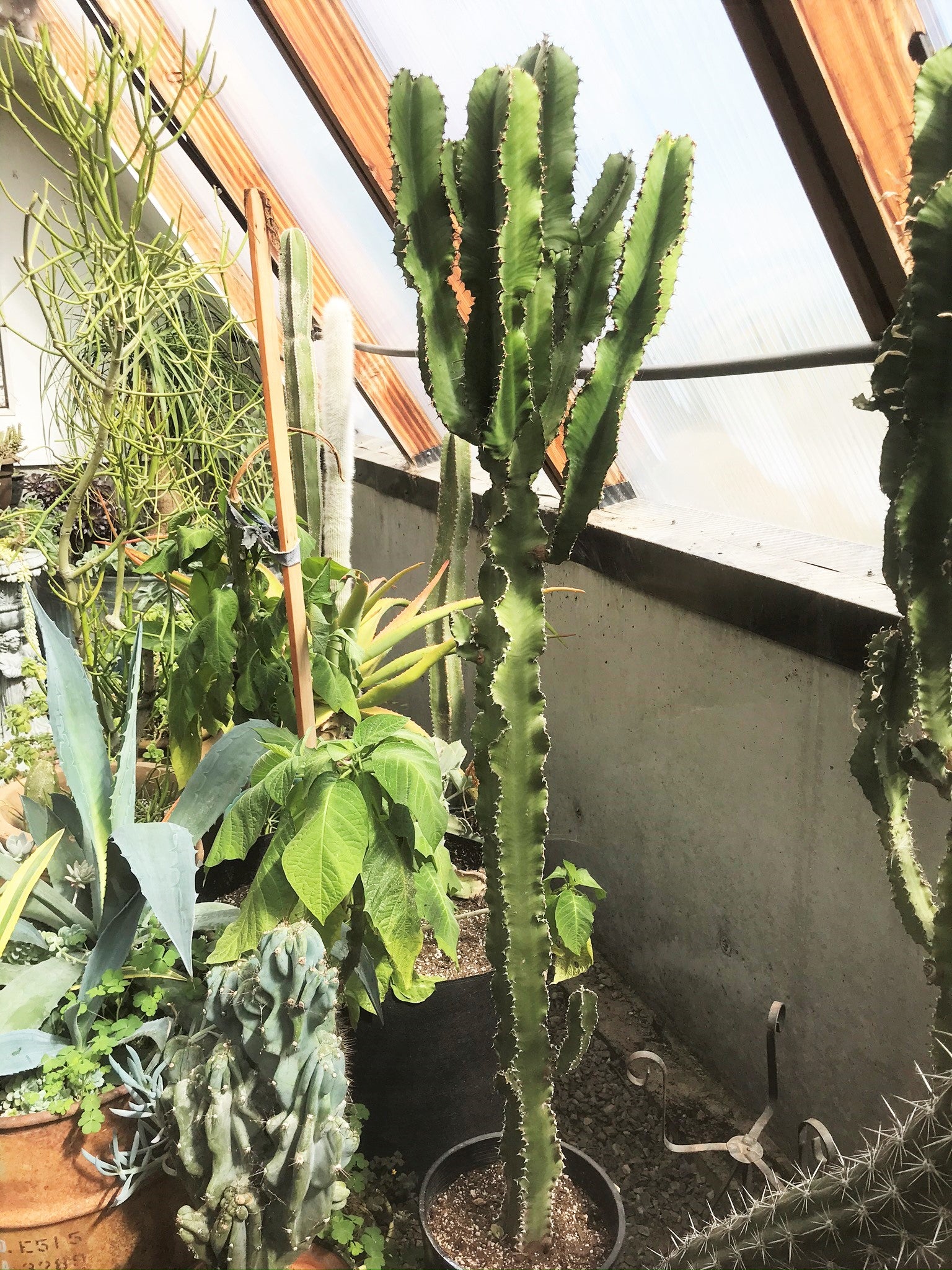 Euphorbia tetragona
