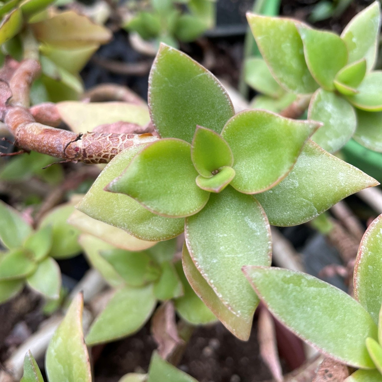 Crassula lactea - Taylor's Parches