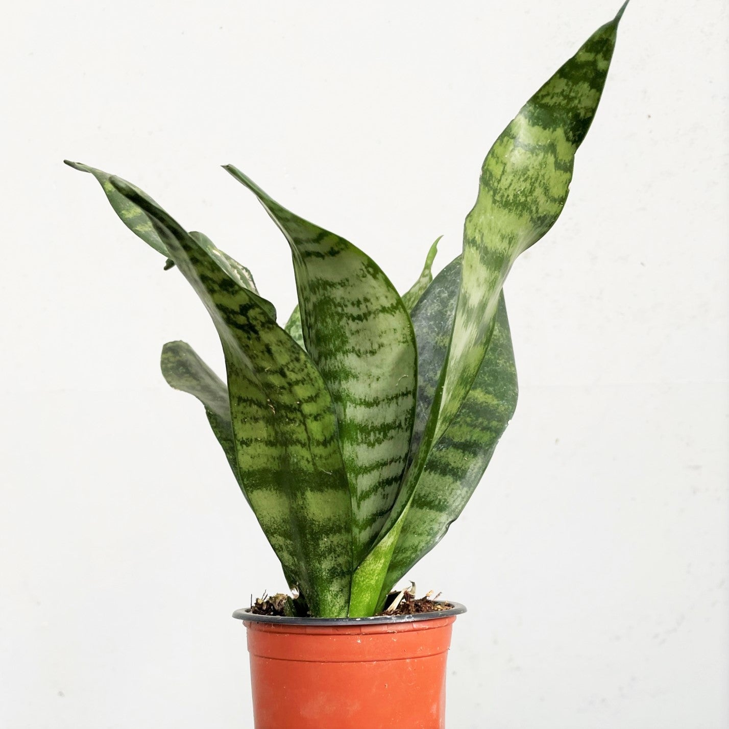 Sansevieria trifasciata - Snake Plant, Mother-in-Law's Tongue