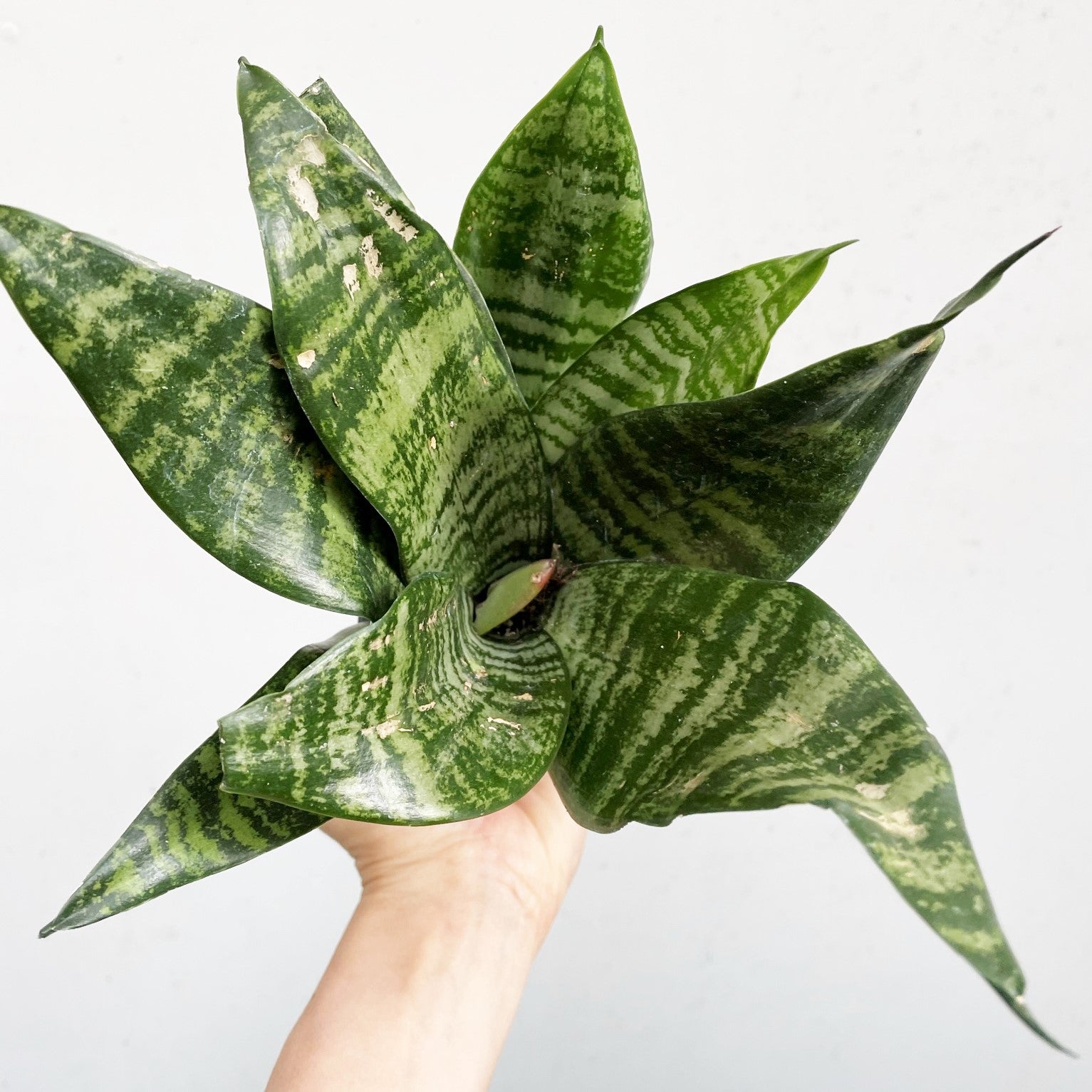 Sansevieria trifasciata - Snake Plant, Mother-in-Law's Tongue
