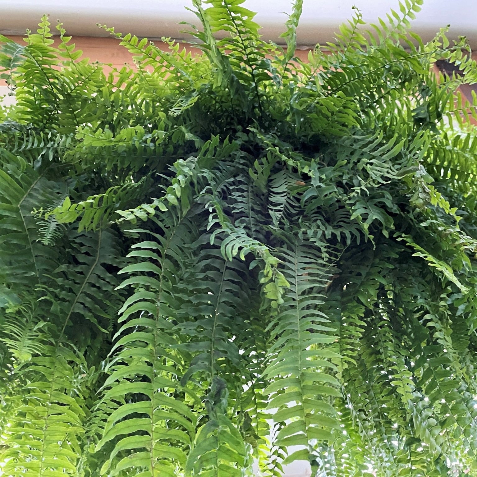 Nephrolepis exaltata - Boston Fern, Sword Fern