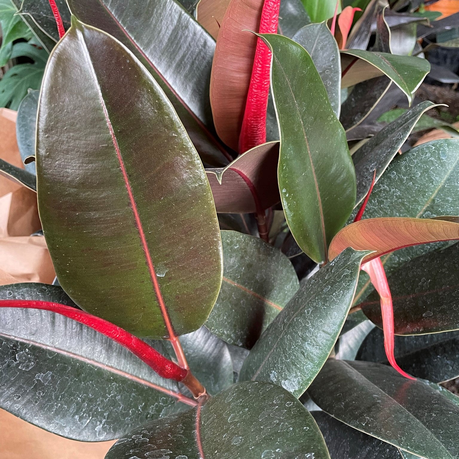 Ficus elastica 'Burgundy' - Rubber Tree