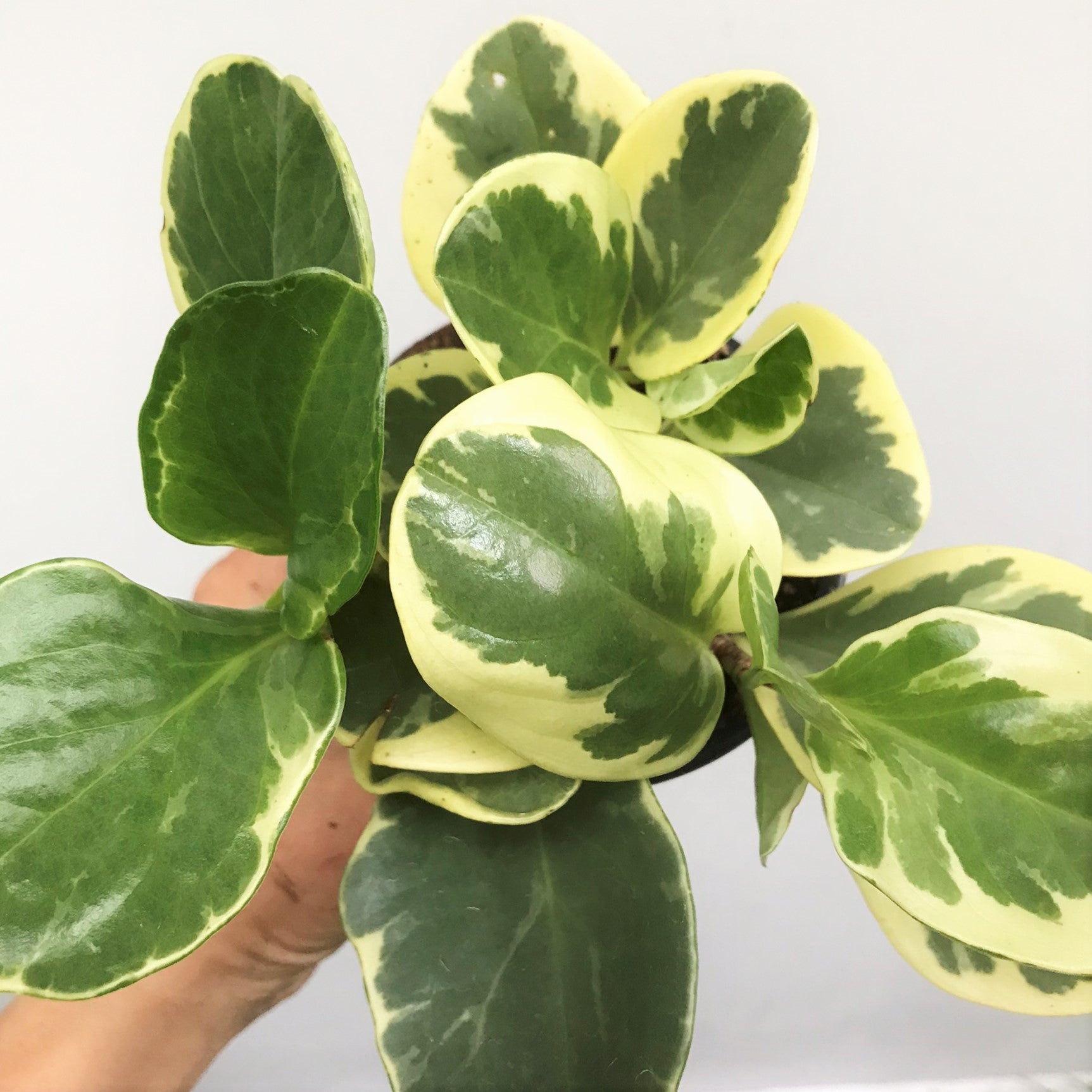 Peperomia obtusfolia variegata - Variegated Baby Rubber Plant