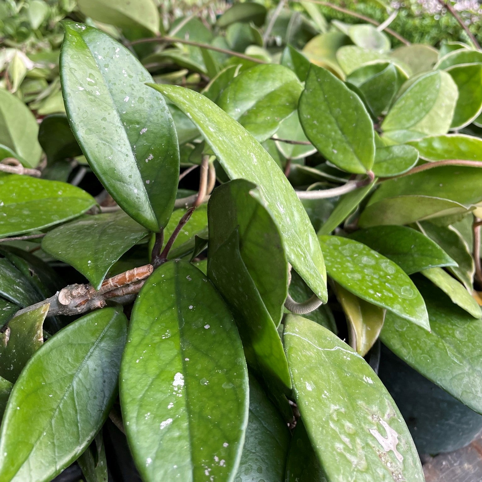 Hoya carnosa - Wax Plant
