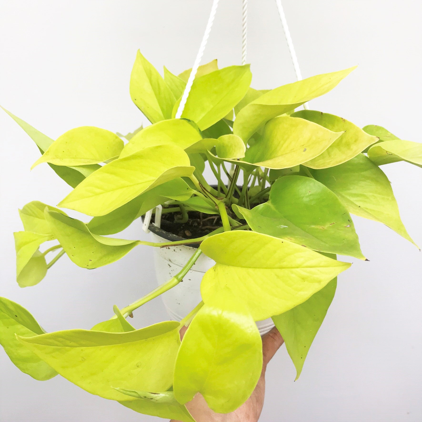 Epipremnum aereum - Neon Pothos