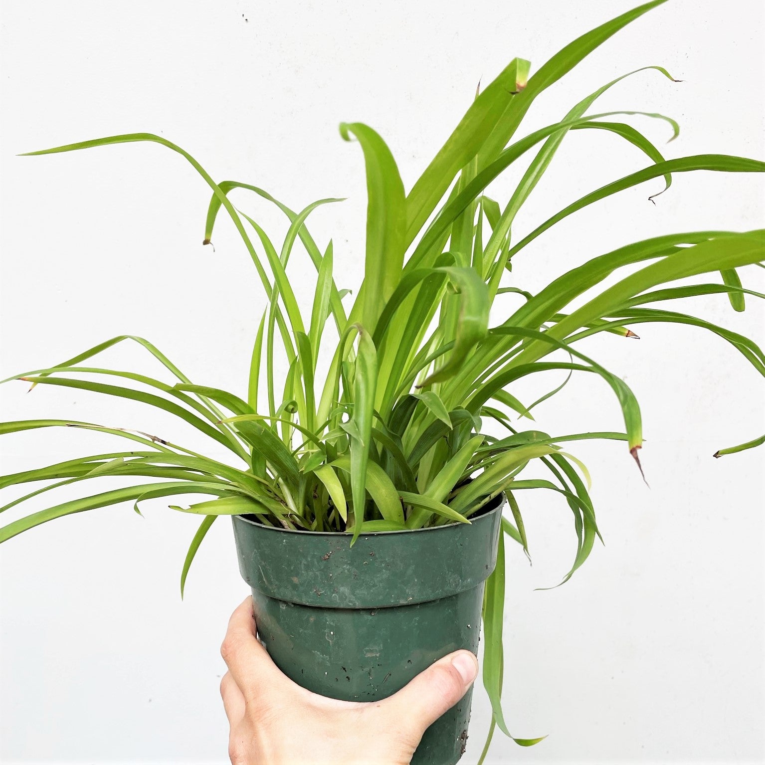 Chlorophytum viridescens 'Hawaiian' - Spider Plant