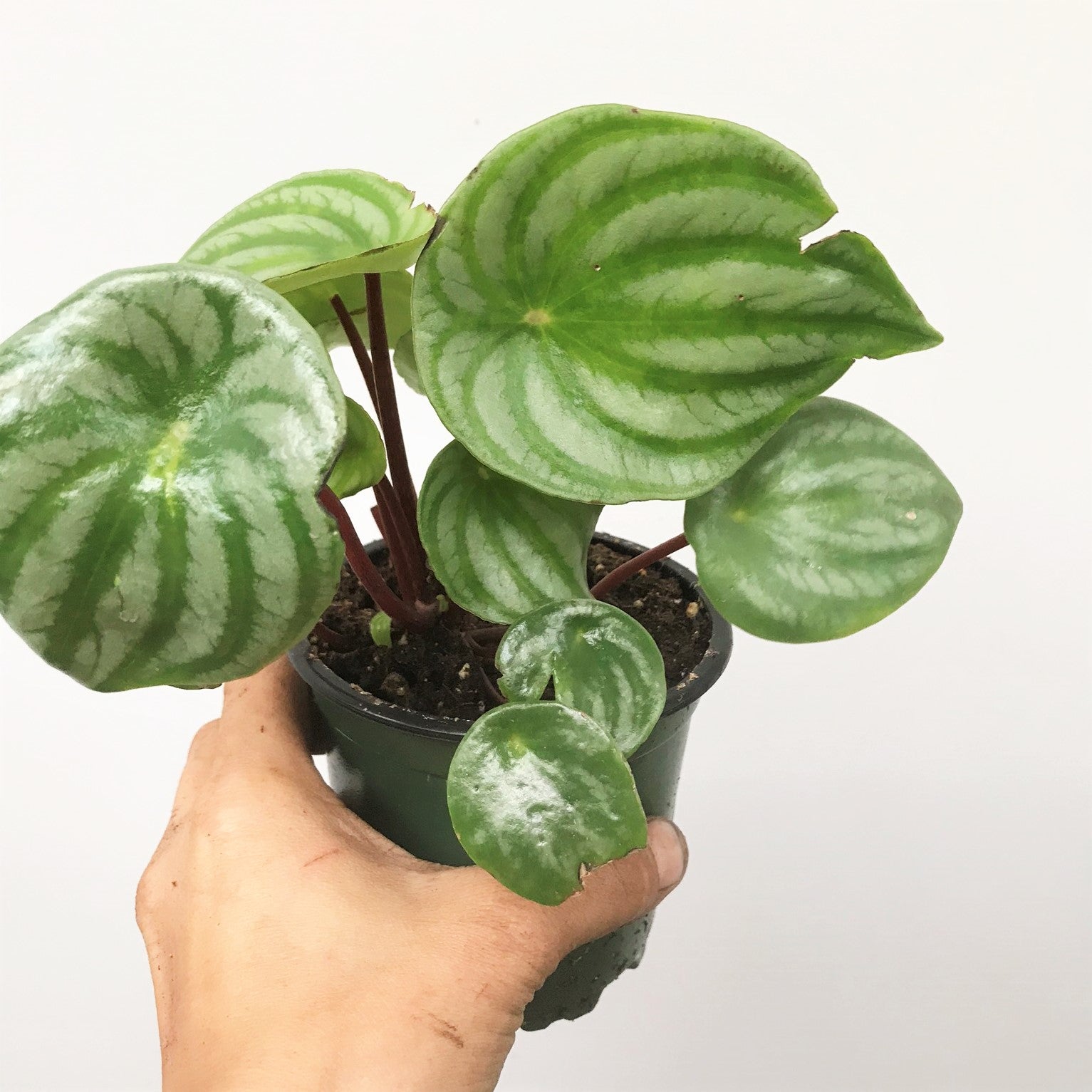 Peperomia argyreia - Watermelon Plant