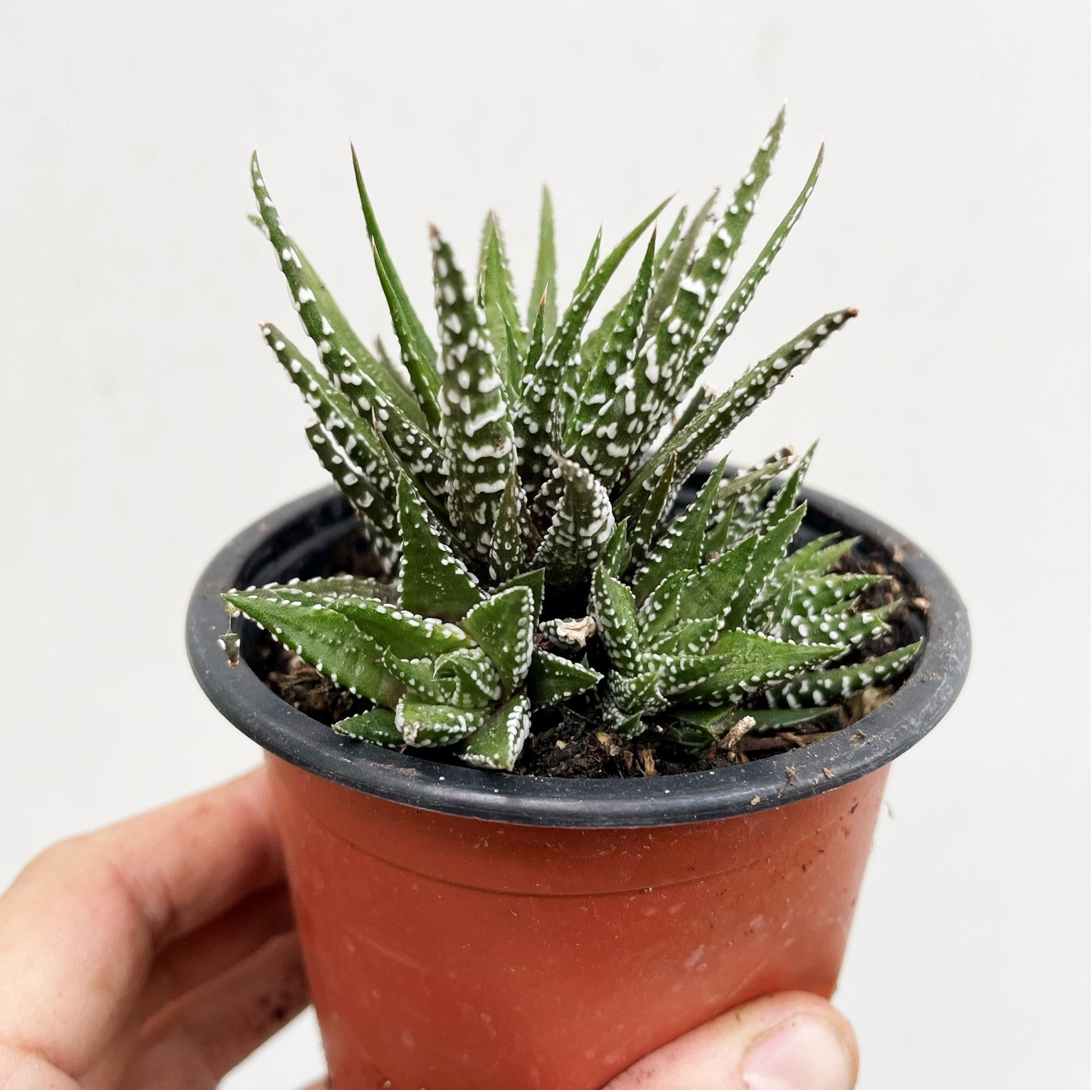 Haworthia attenuata - Zebra Plant 'Big Band'