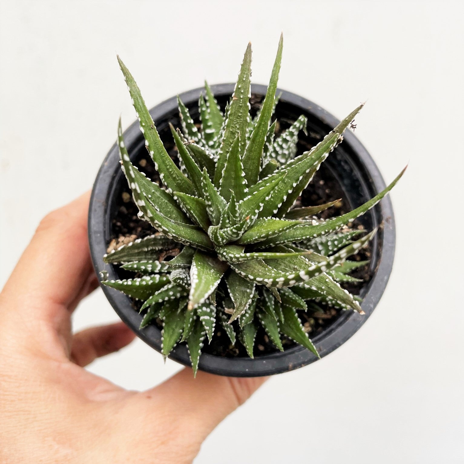 Haworthia attenuata - Zebra Plant 'Big Band'
