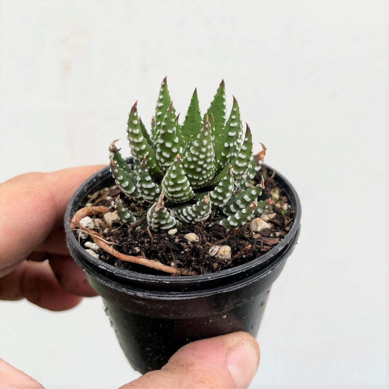 Haworthia superfasciata - Fasciated Haworthia