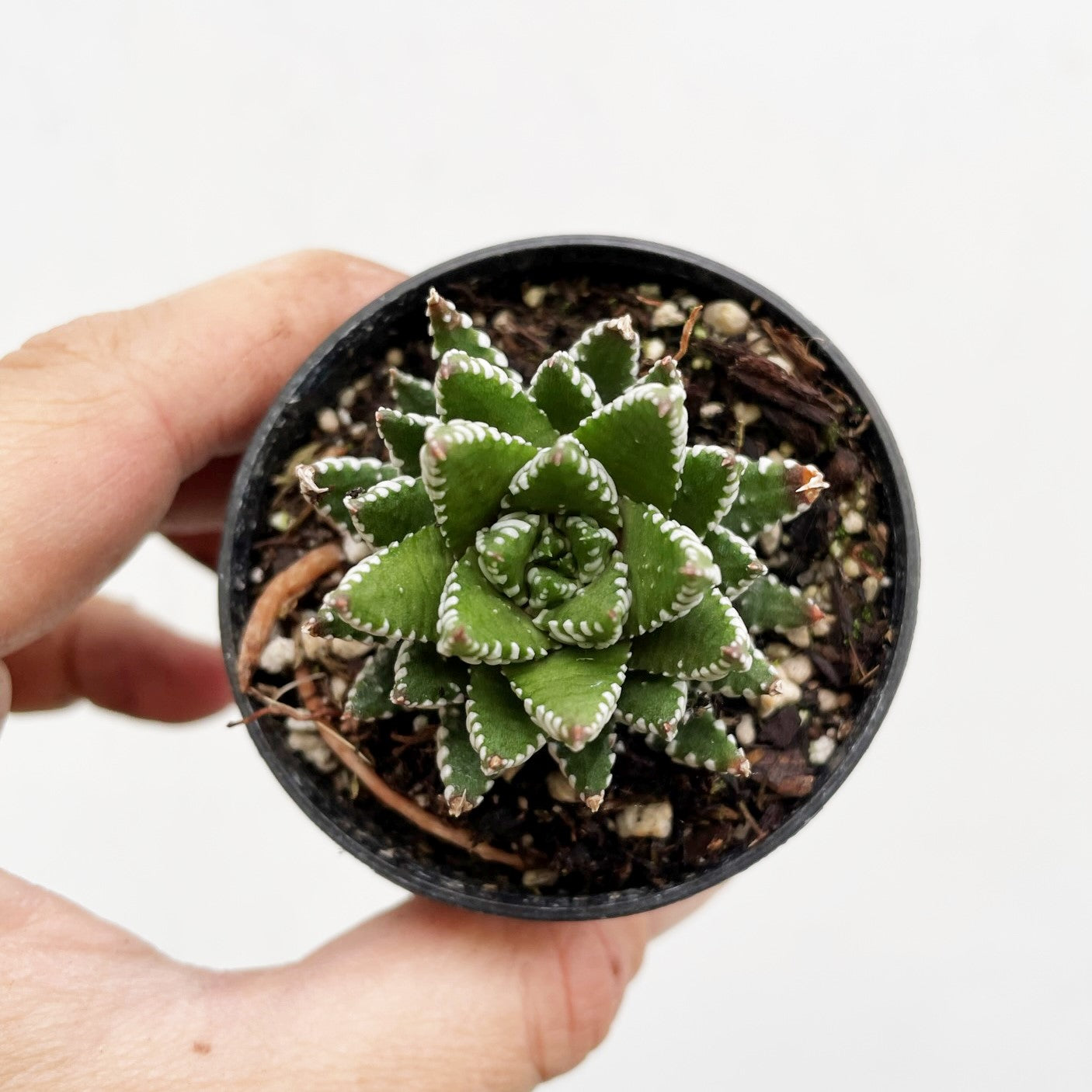 Haworthia superfasciata - Fasciated Haworthia