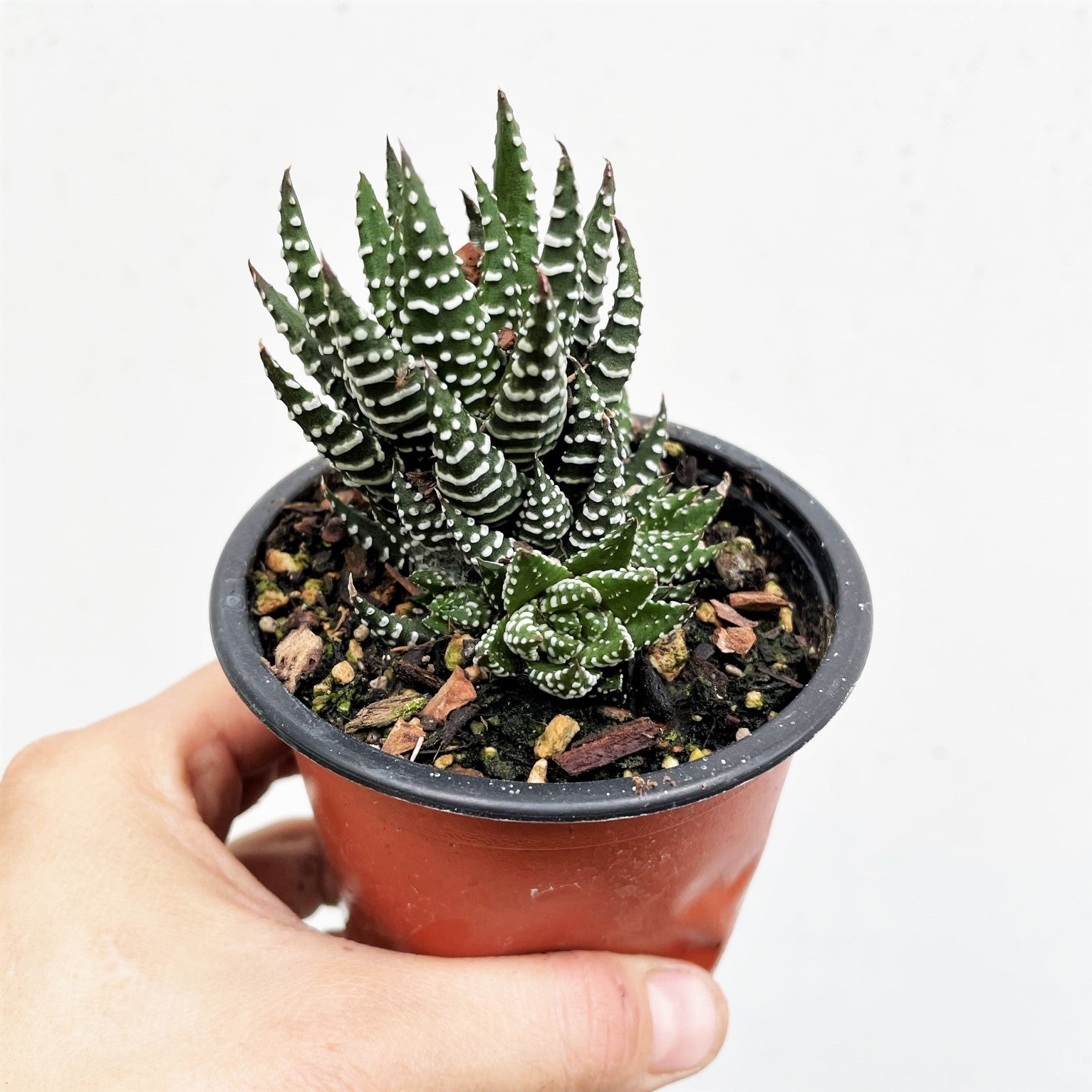 Haworthia superfasciata - Fasciated Haworthia