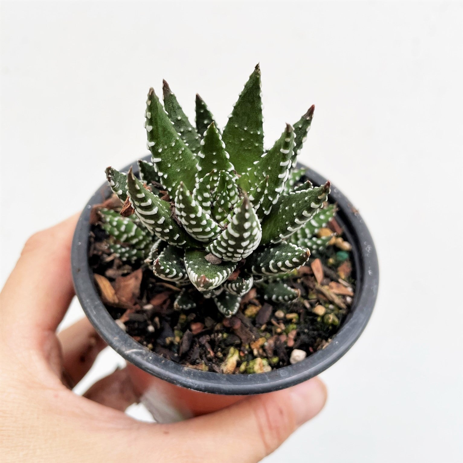 Haworthia superfasciata - Fasciated Haworthia