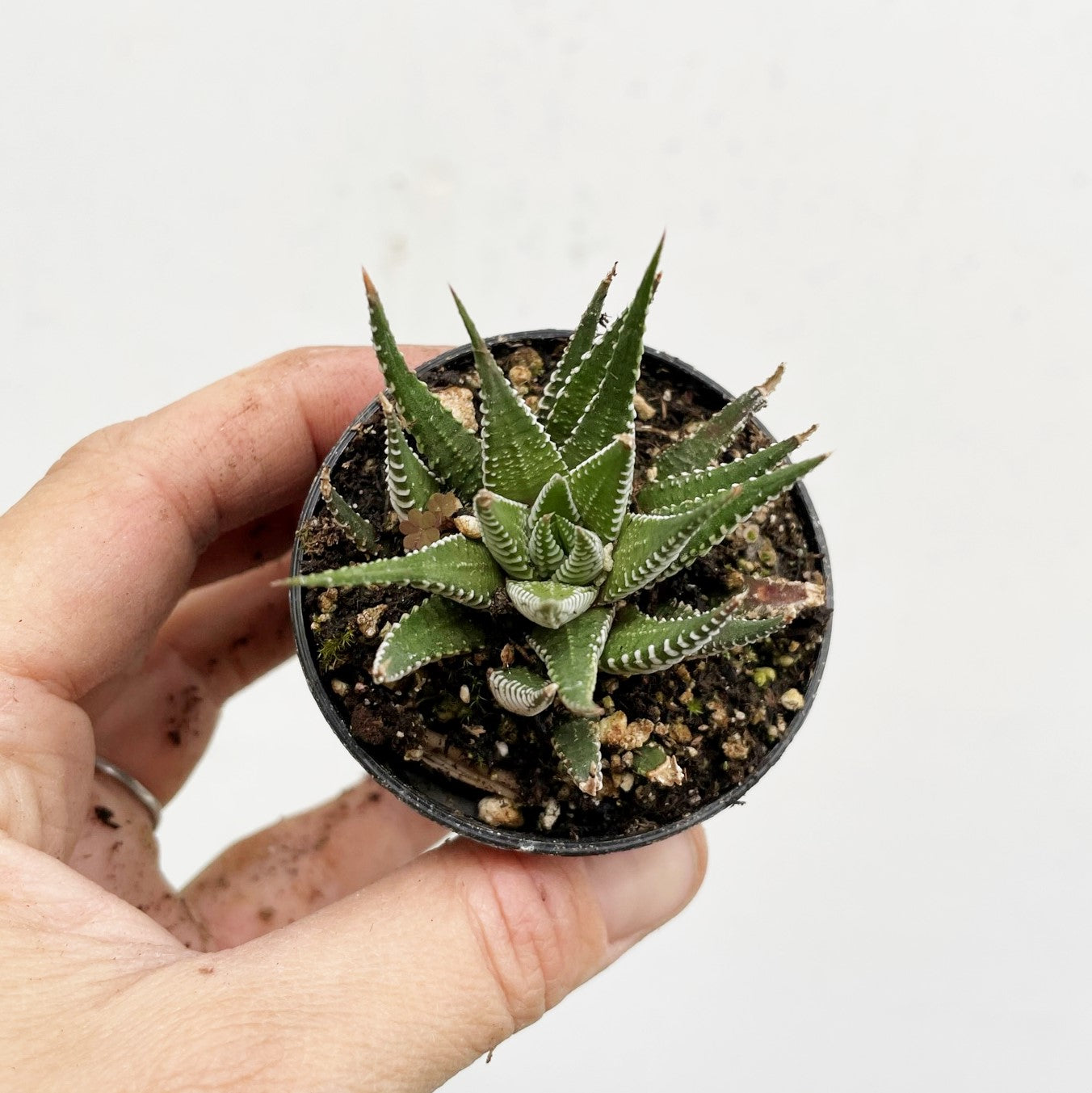 Haworthia attenuata - Zebra Plant 'Big Band'