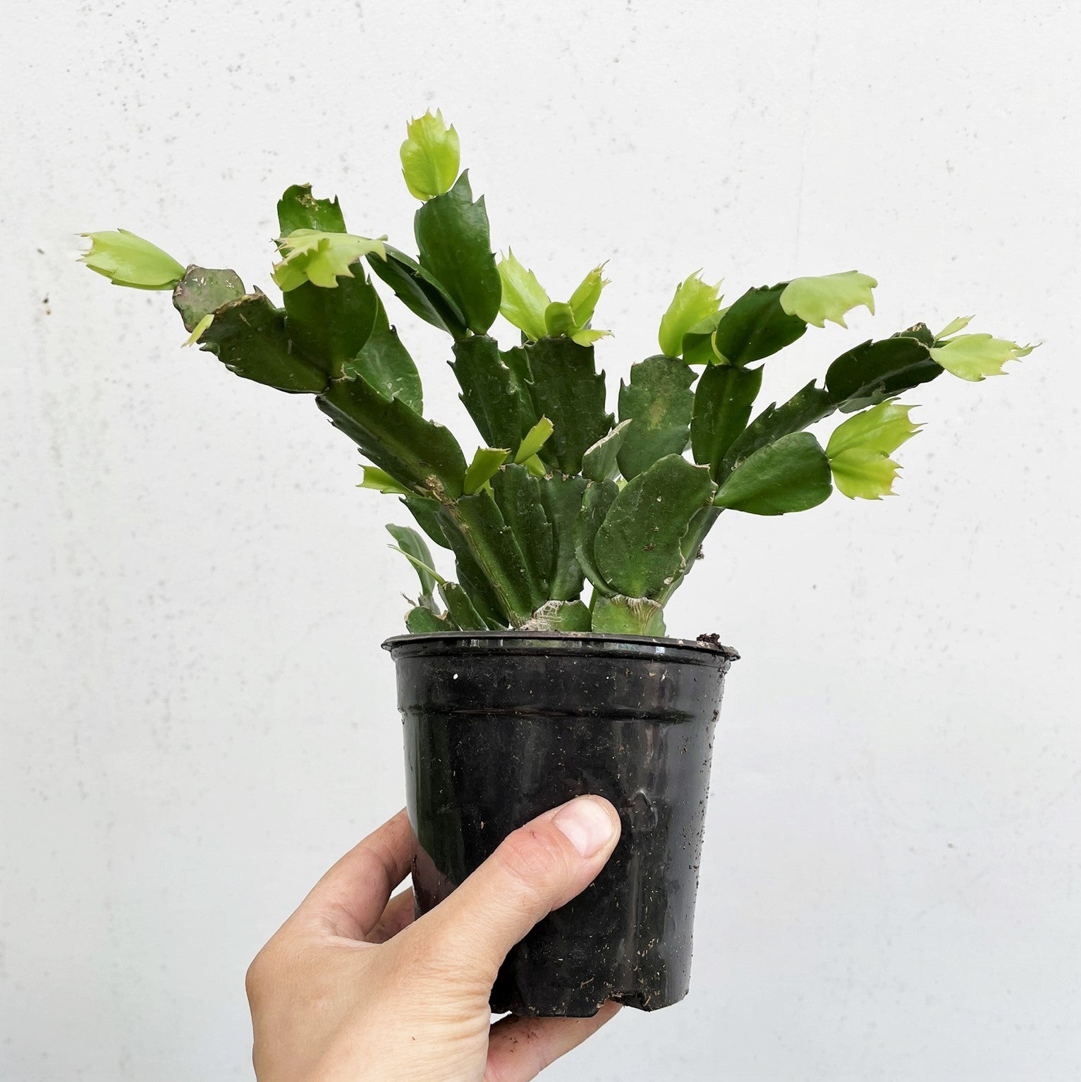 Schlumbergera bridgesii - Christmas Cactus
