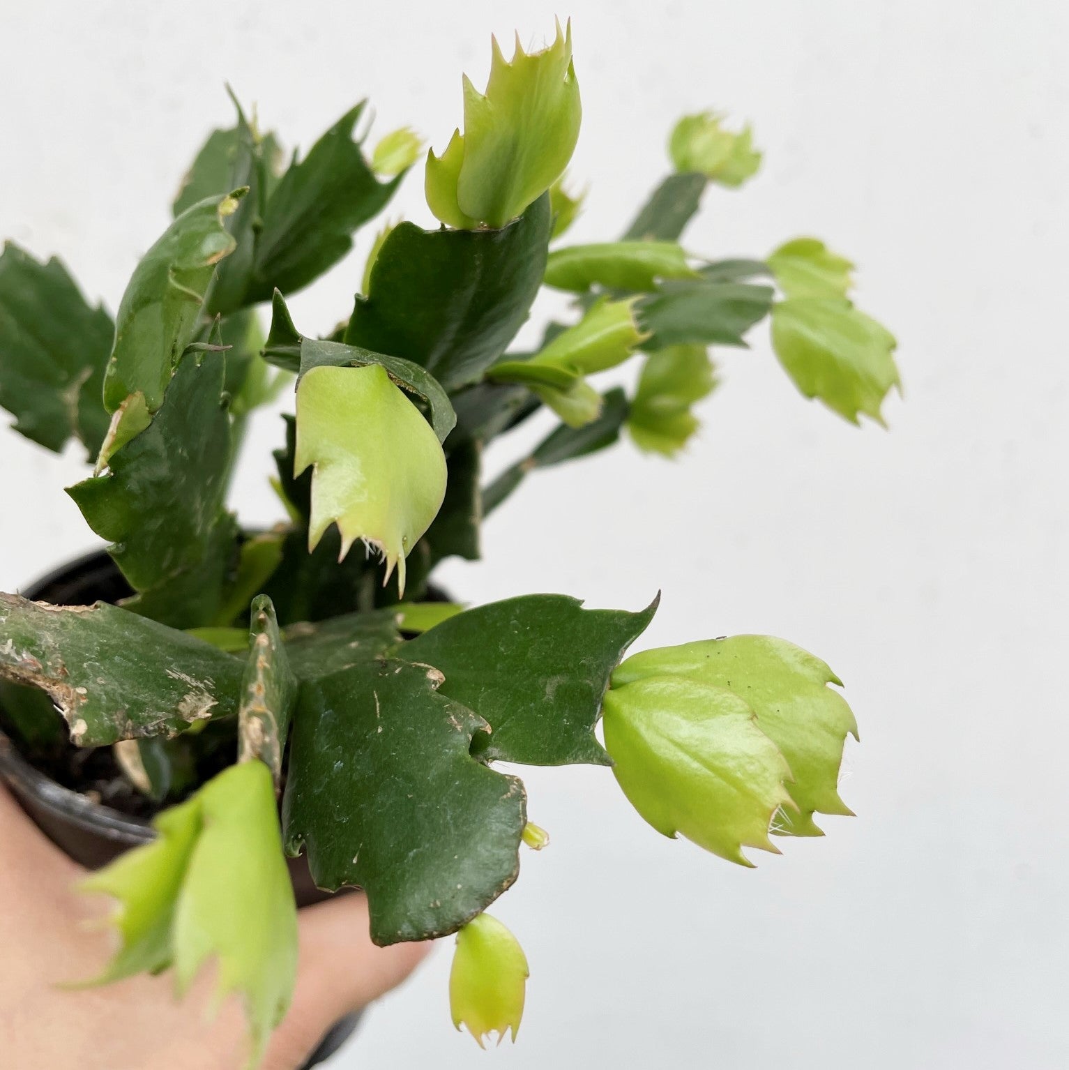 Schlumbergera bridgesii - Christmas Cactus