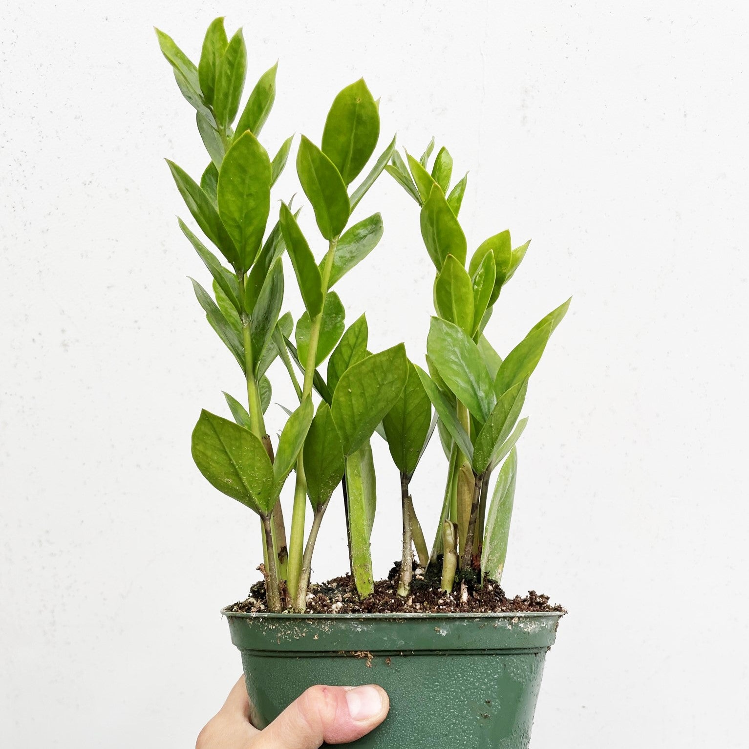 Zamioculcas zamiifolia - ZZ Plant, Zanzibar Gem