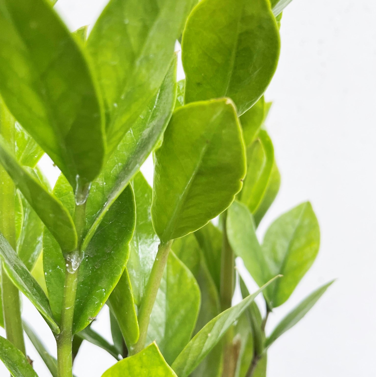Zamioculcas zamiifolia - ZZ Plant, Zanzibar Gem
