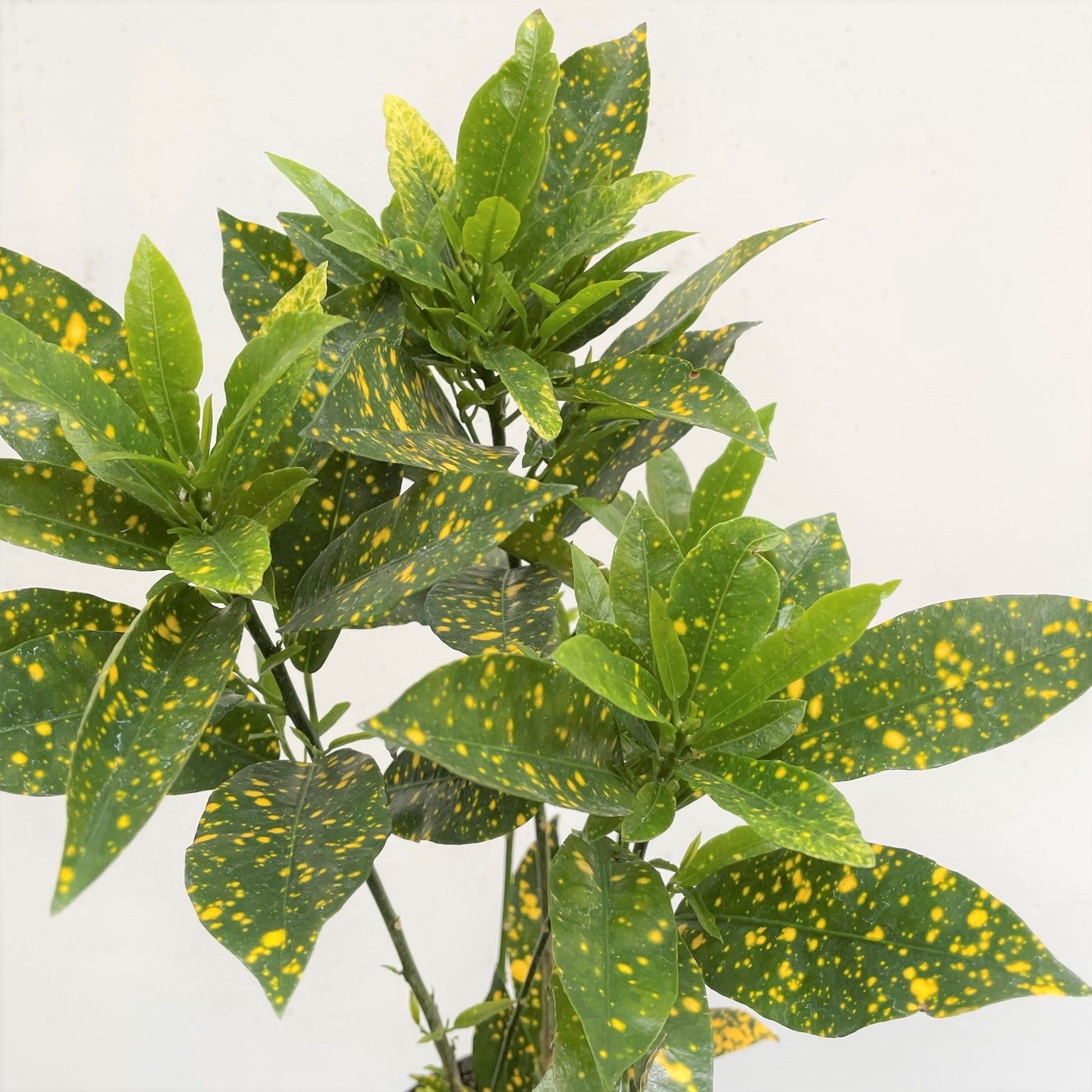 Codiaeum variegatum 'Gold Dust' - Croton