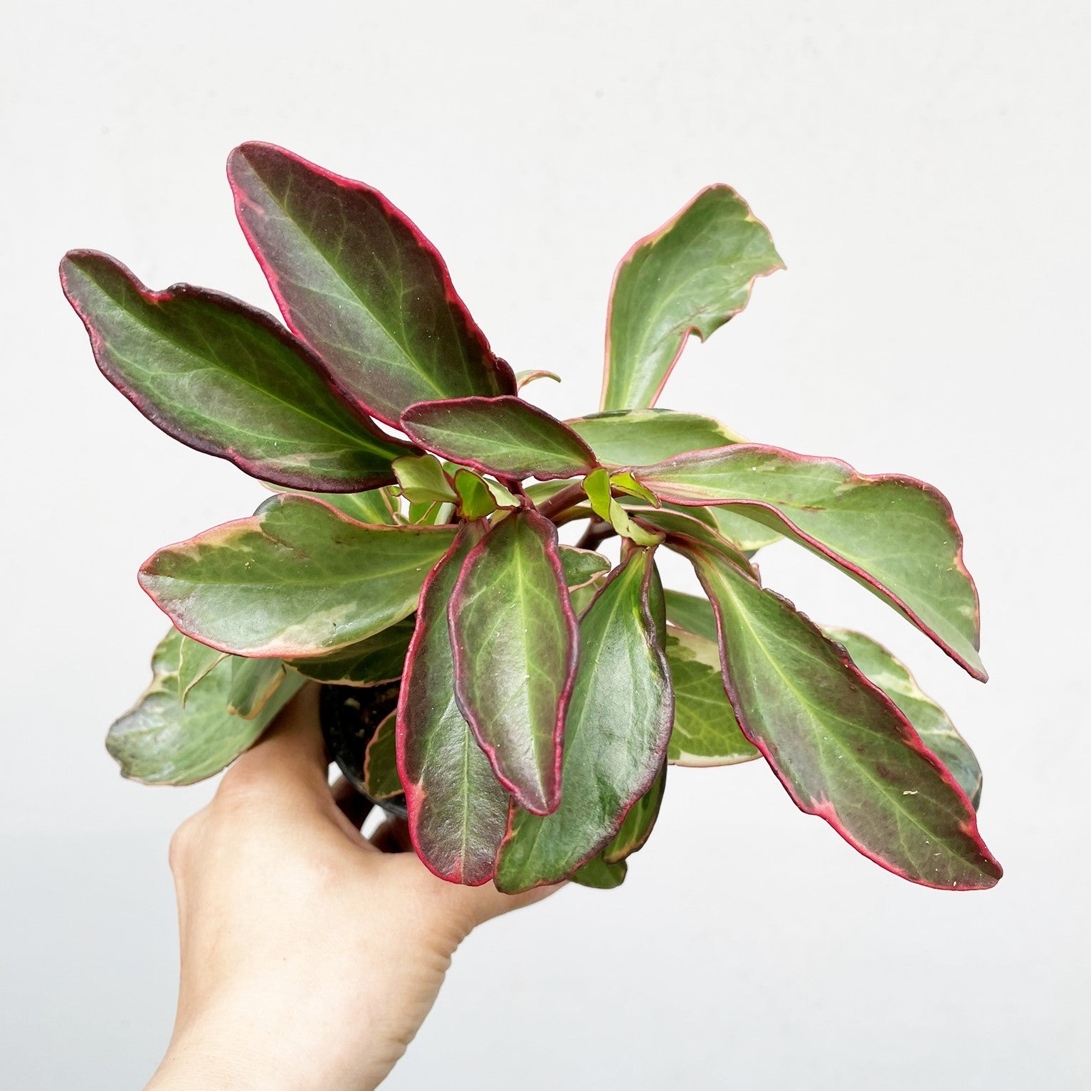 Peperomia clusiifolia tricolor - Peperomia Ginny, Rainbow Peperomia