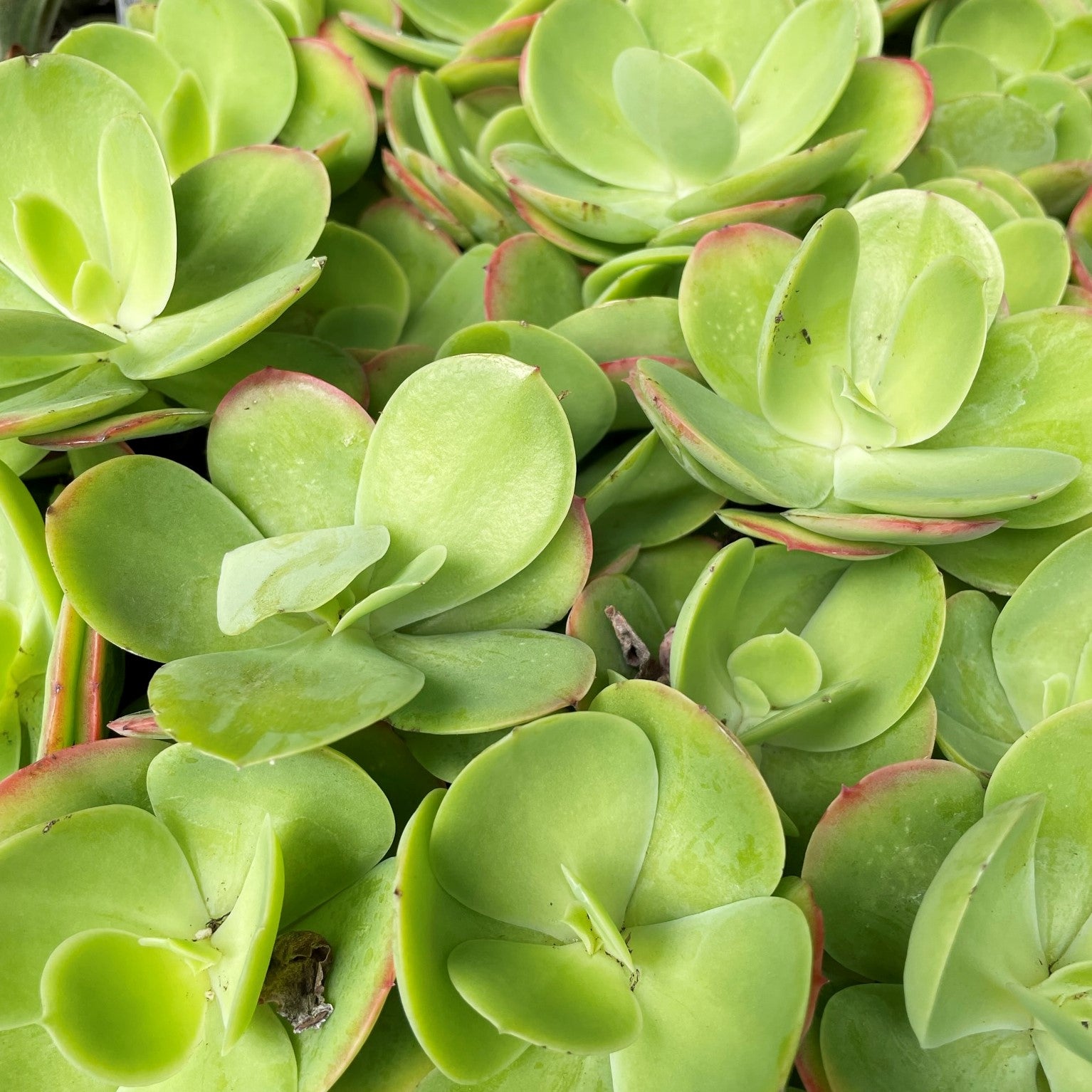 Kalanchoe thyrsiflora - Desert Rose, Paddle Plant, Flapjacks