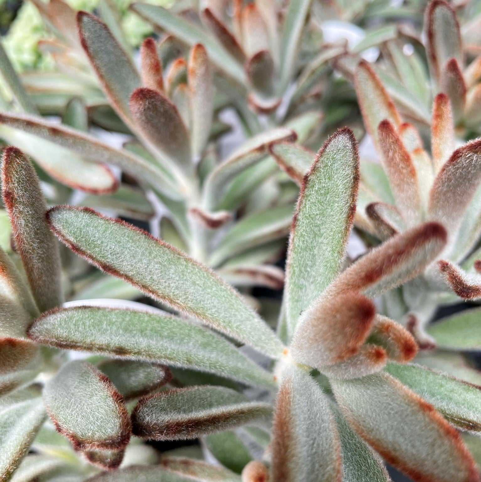 Kalanchoe tomentosa - Chocolate Soldier