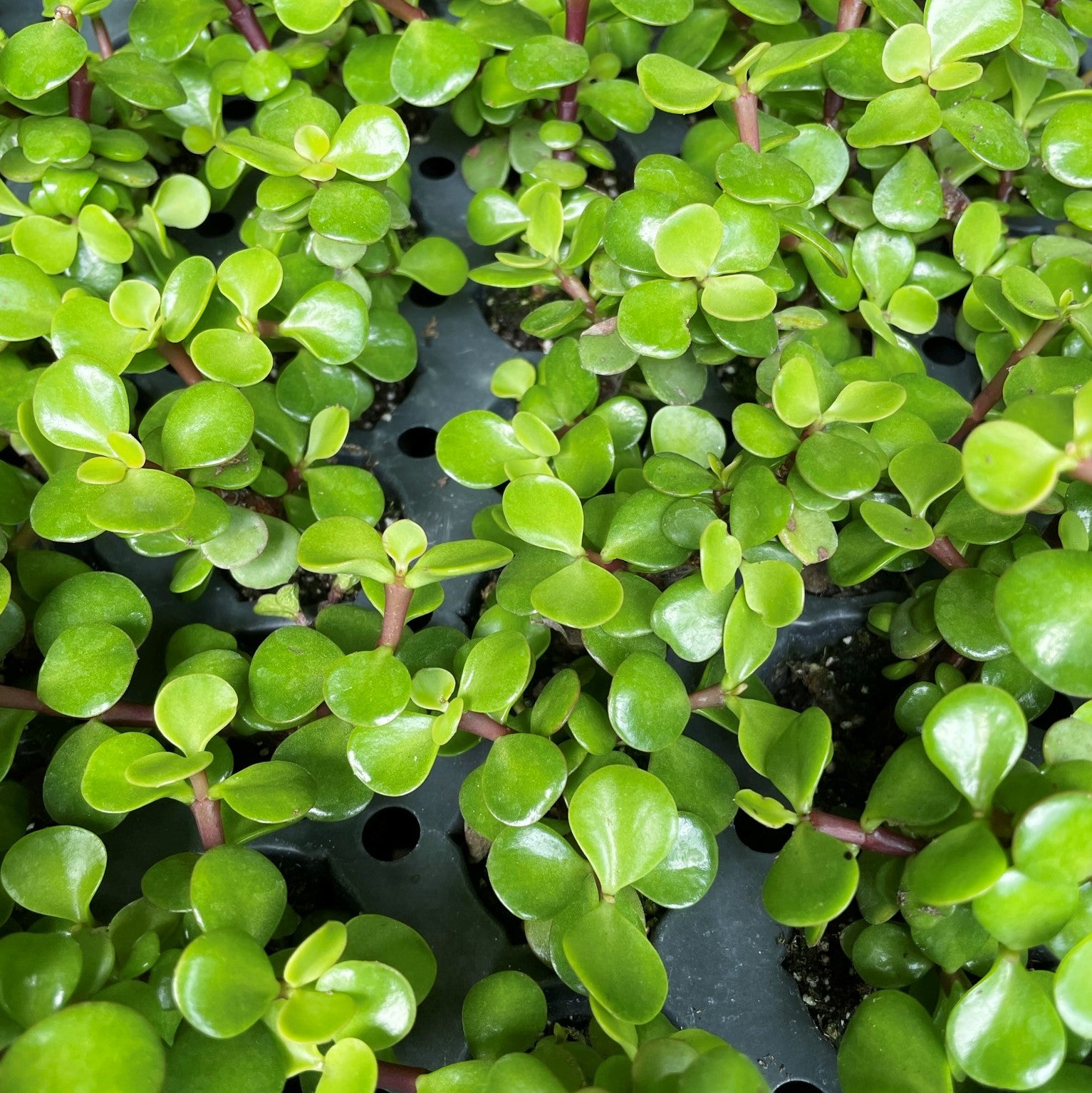 Portulacaria afra - Elephant Bush
