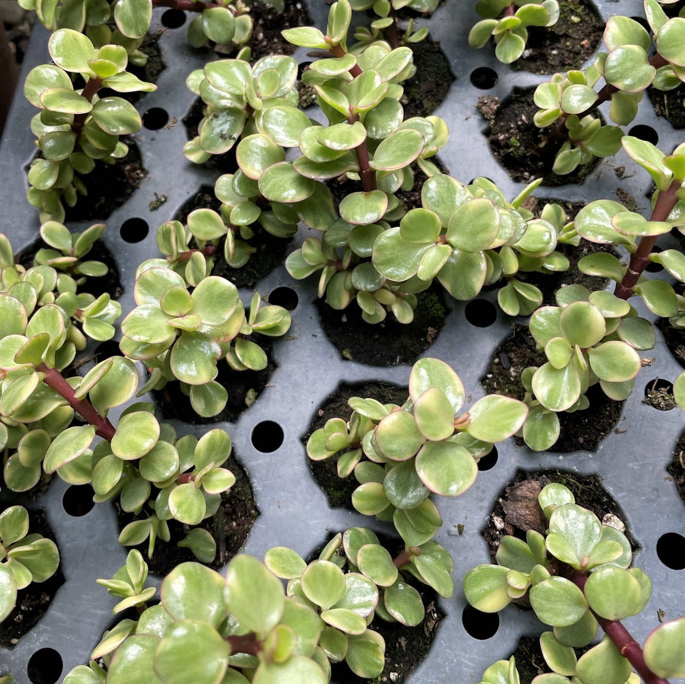 Portulacaria afra variegata - Elephant Bush Variegated