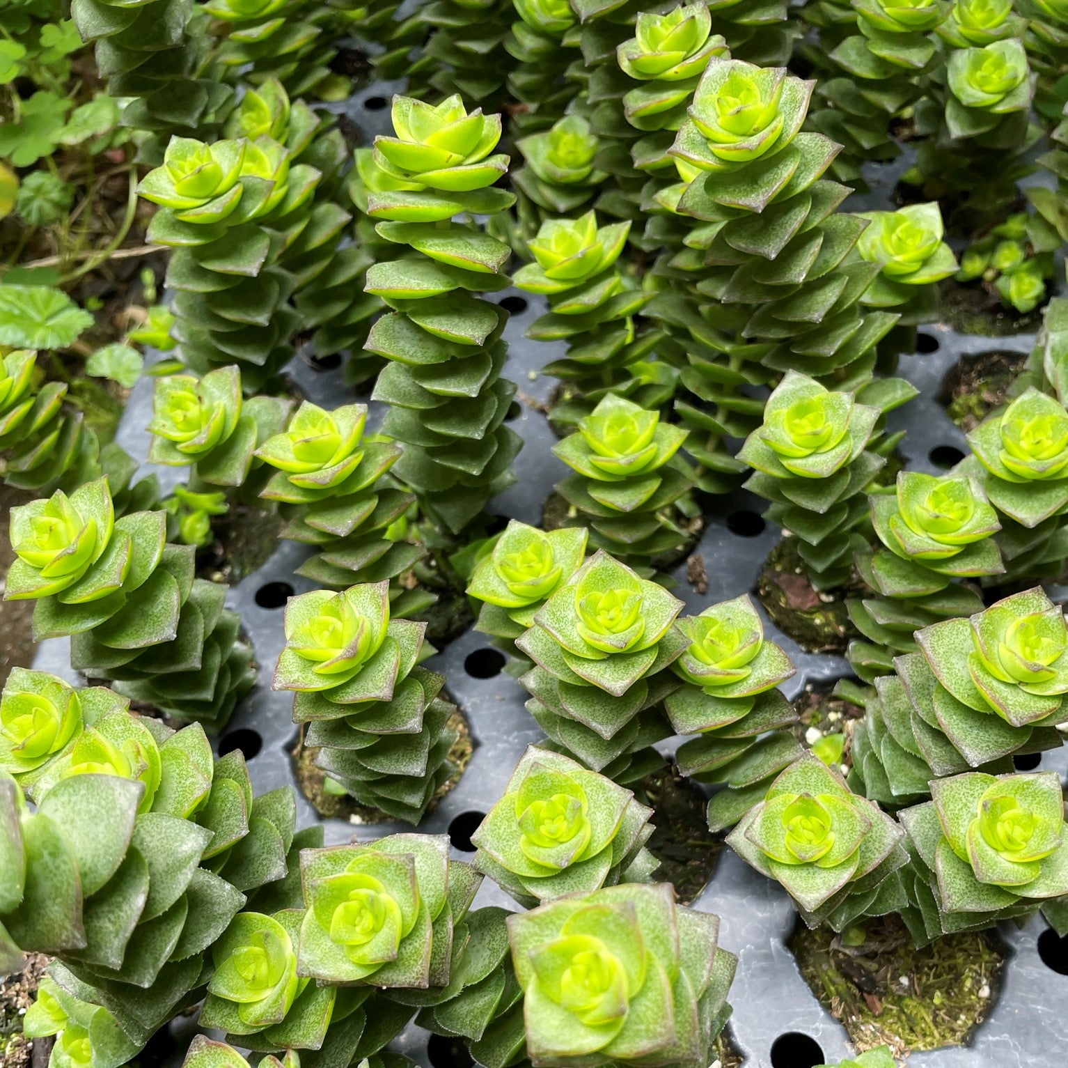 Crassula perforata - String of Buttons