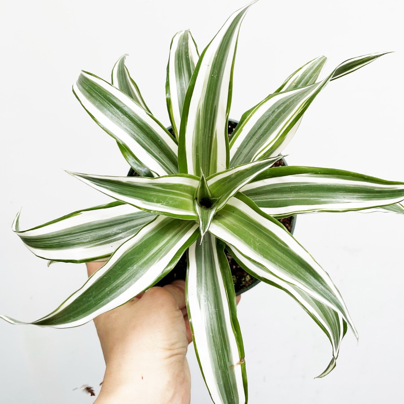 Dragon Tree 'Kanzi'