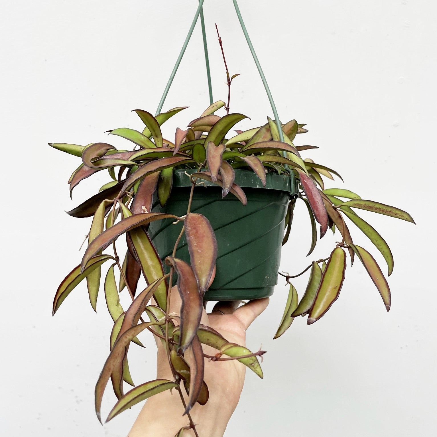 Hoya wayetii - Wax Plant