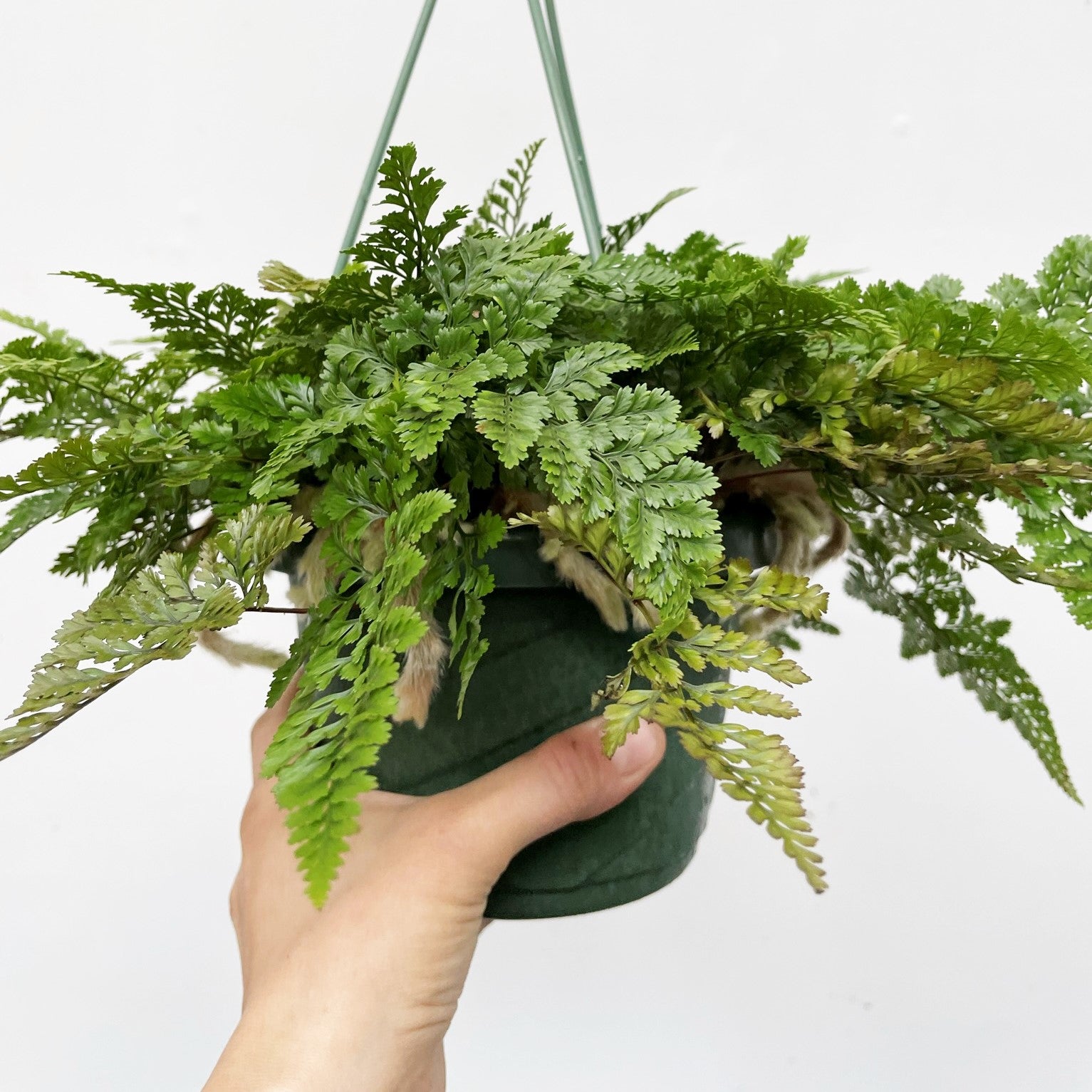 Humata tyermanii - White Rabbit's Foot Fern