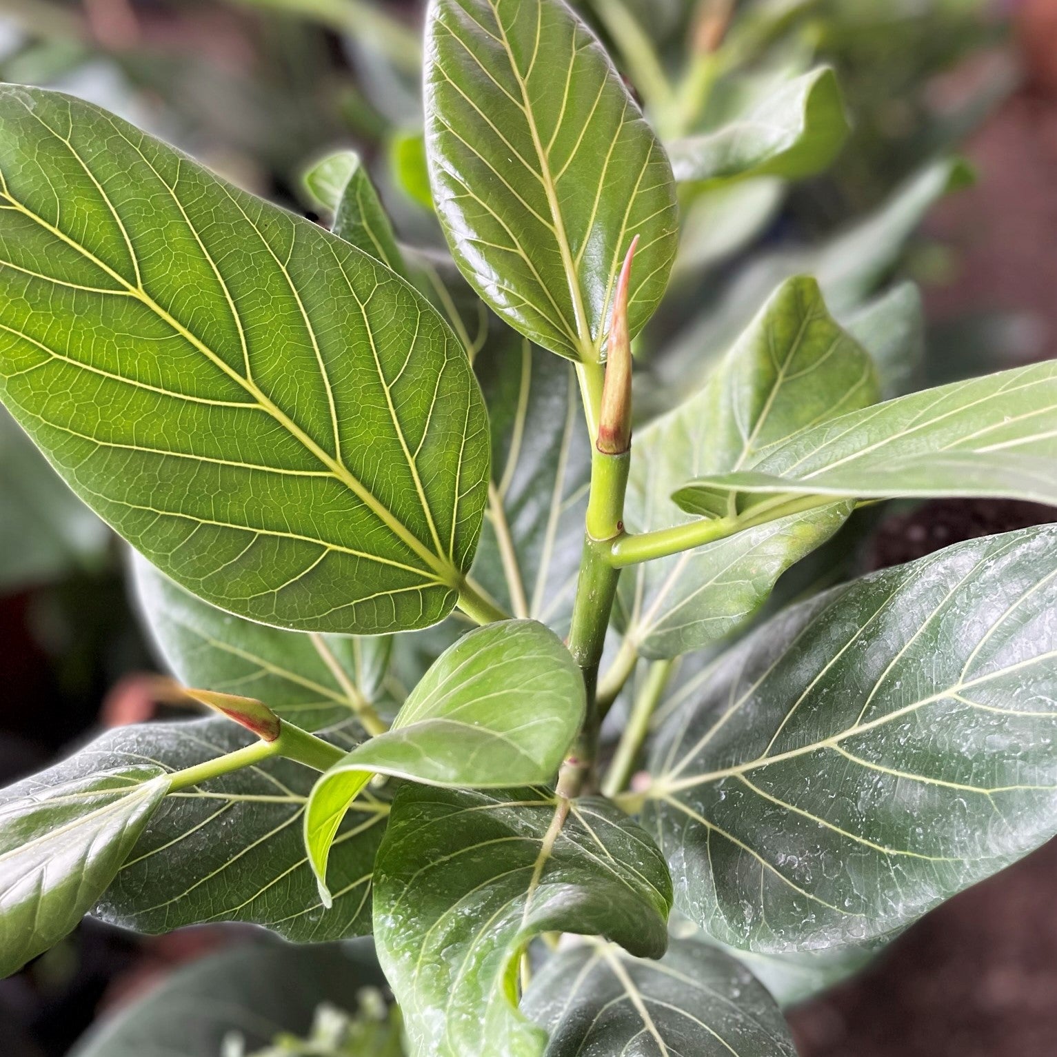 Ficus benghalensis - Ficus Audrey
